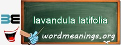 WordMeaning blackboard for lavandula latifolia